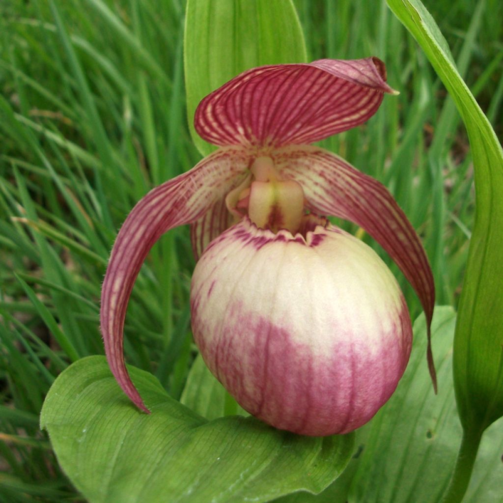 Cypripedium Sabine - Frauenschuh