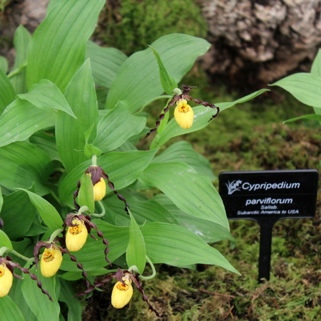 Cypripedium parviflorum var. parviflorum - Frauenschuh
