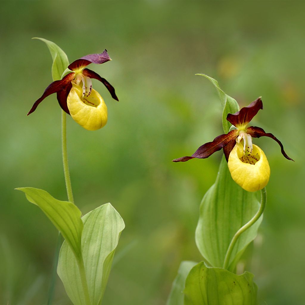 Cypripedium calceolus - Gelber Frauenschuh