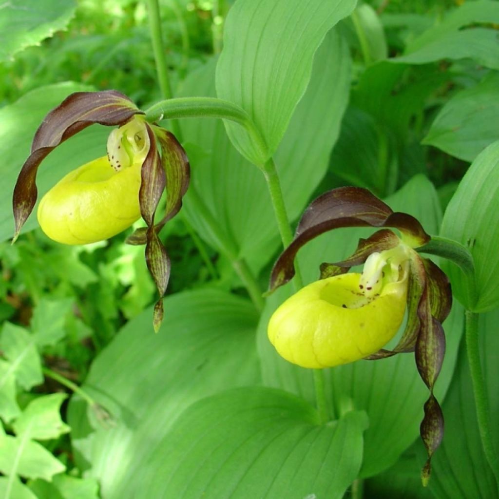 Cypripedium calceolus - Gelber Frauenschuh