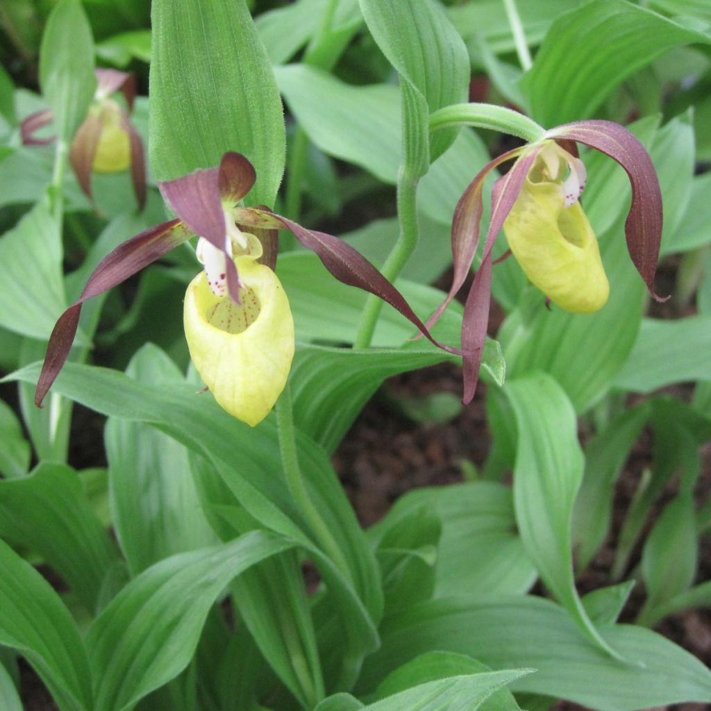Cypripedium kentuckiense - Kentucky-Frauenschuh