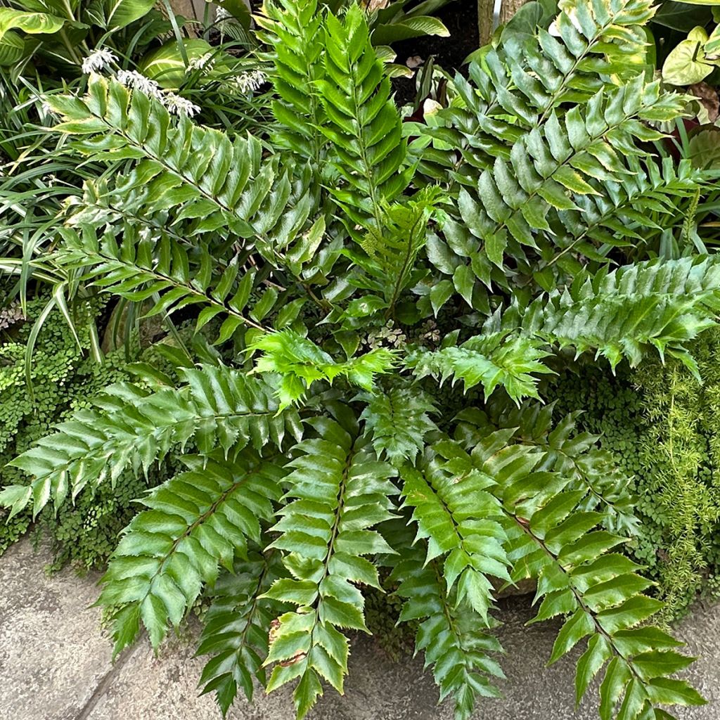 Cyrtomium falcatum - Mond-Sichelfarn