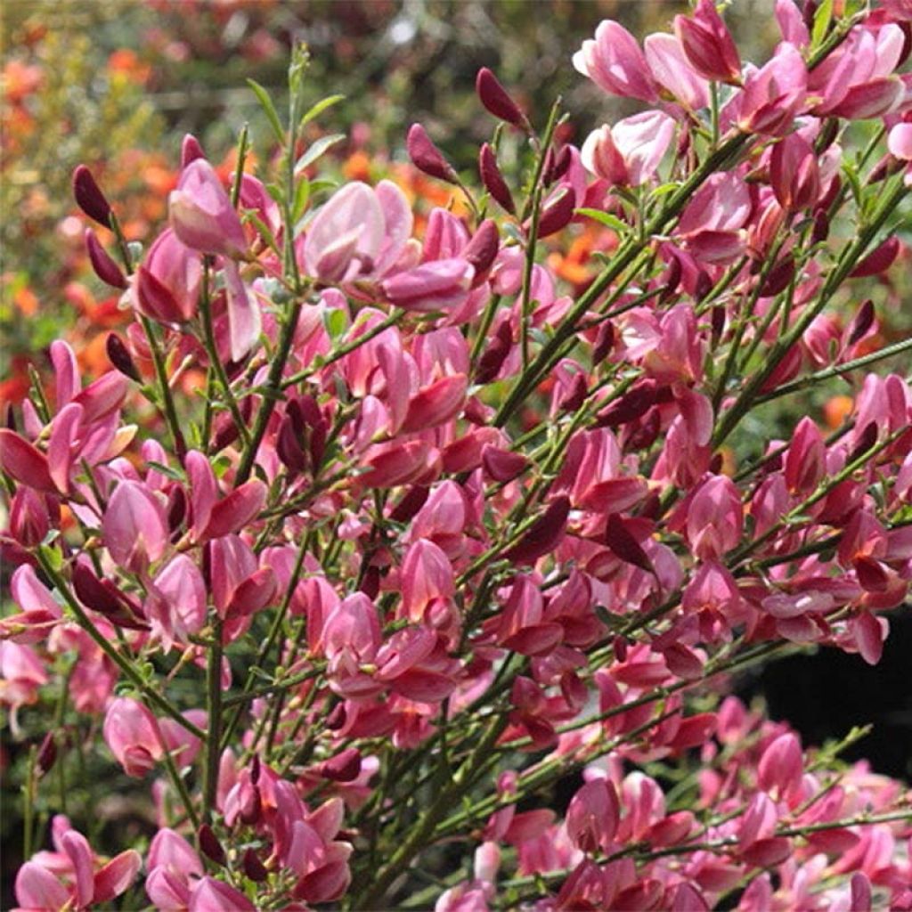 Elfenbeinginster Hollandia - Cytisus praecox
