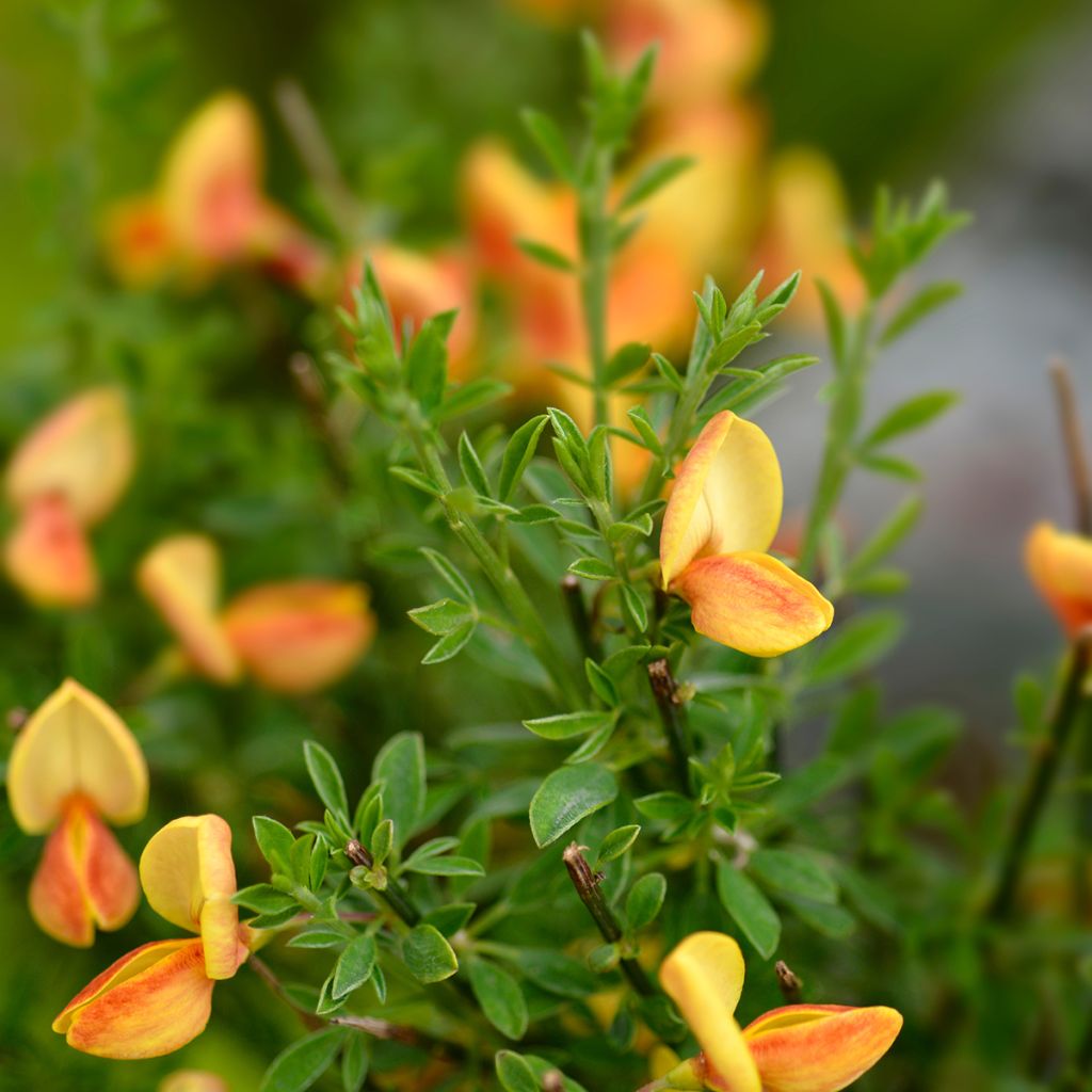 Edelginster Apricot Gem - Cytisus scoparius