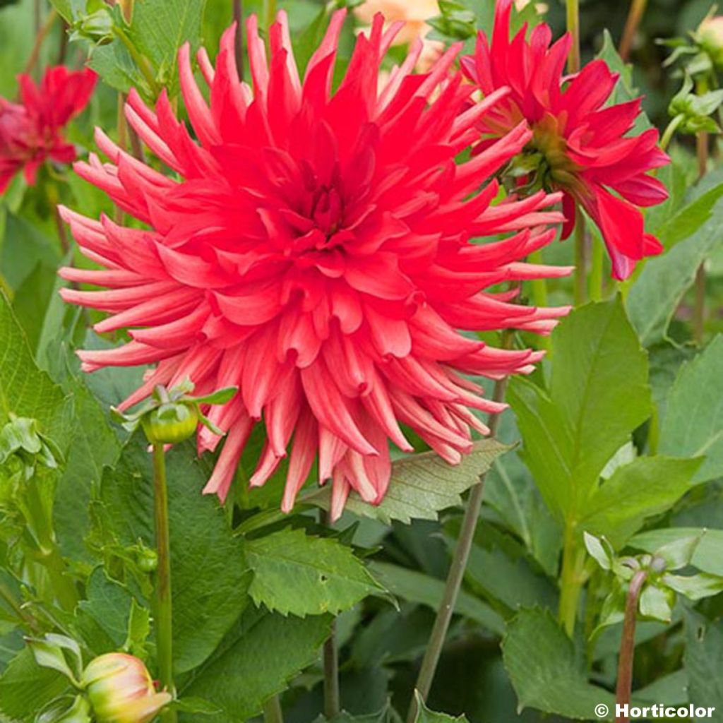 Kaktus-Dahlie Admiral