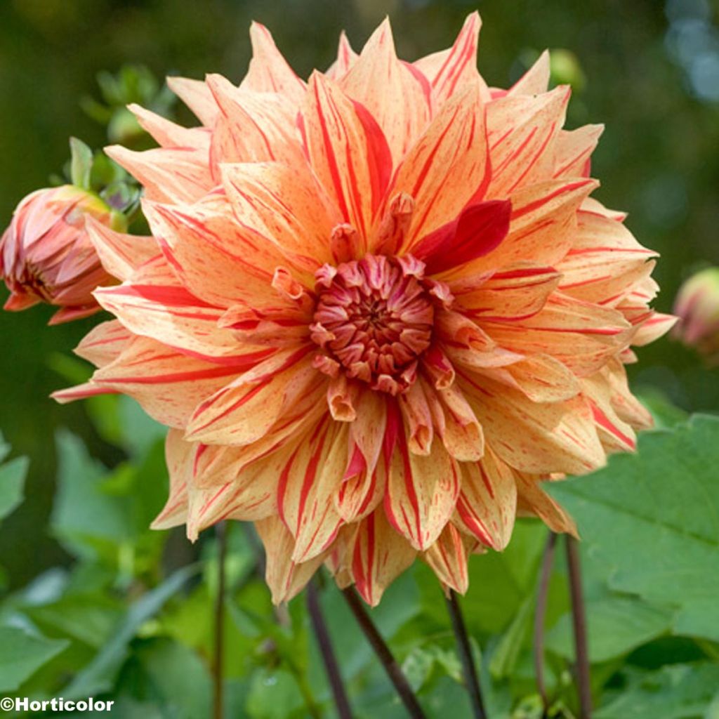 Dahlia Clown