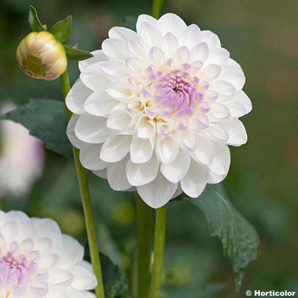 Schmuck-Dahlie Evelyne