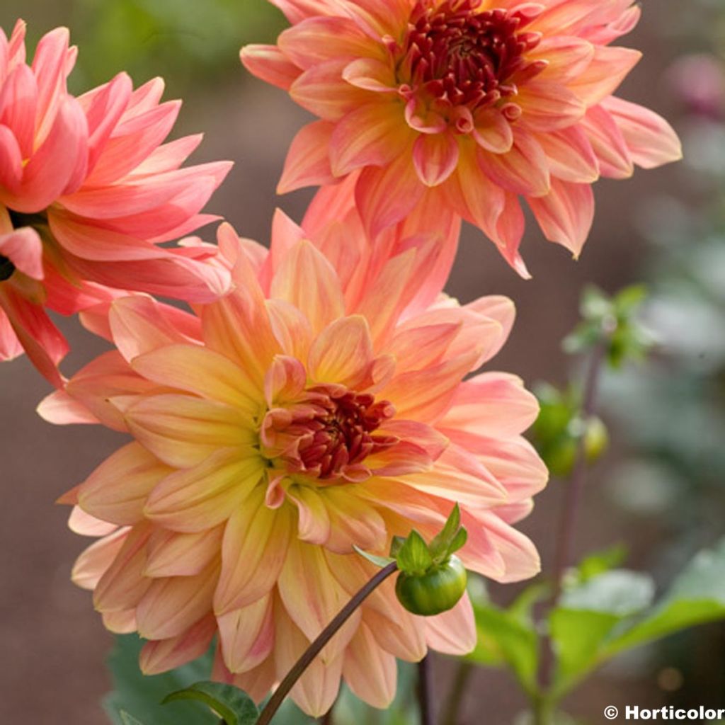 Schmuck-Dahlie Melba