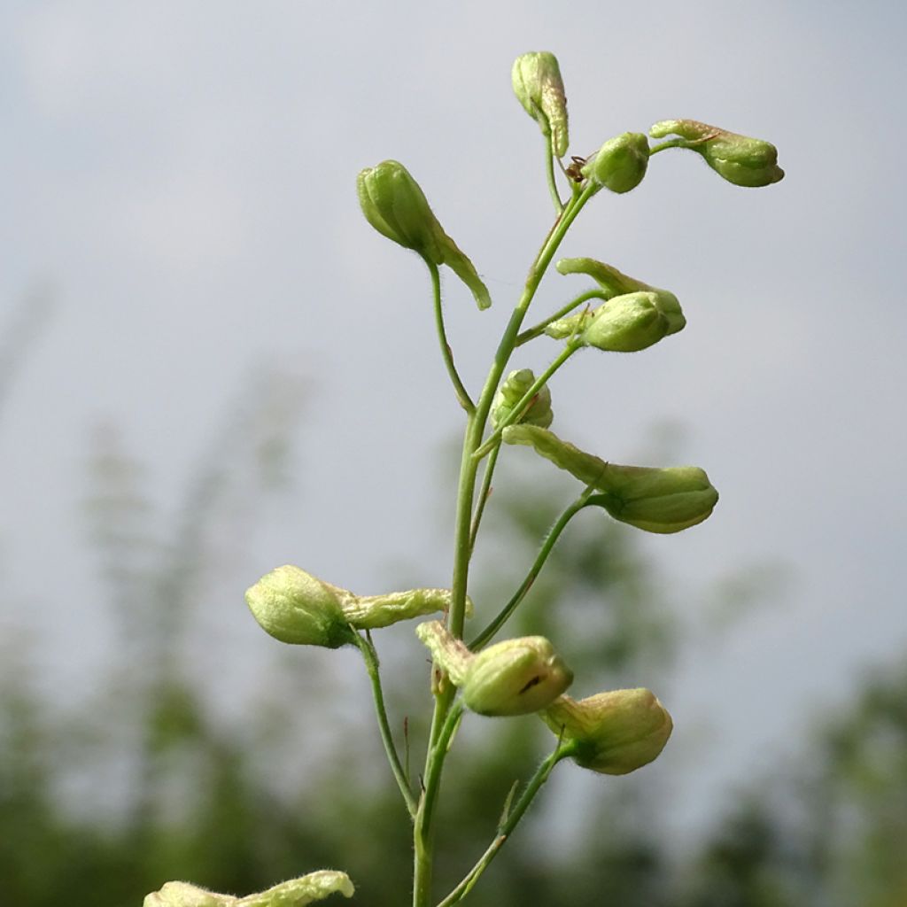 Delphinium ruysii Pink Sensation - Garten-Rittersporn