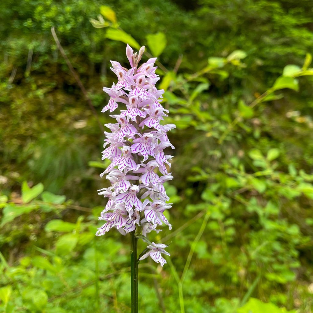 Dactylorhiza Estella - Knabenkraut