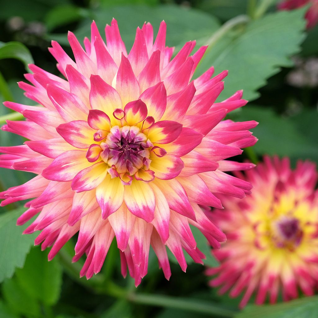 Kaktus-Dahlie Mingus Julie