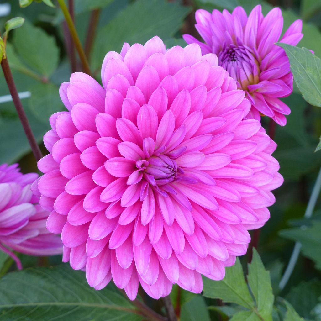 Schmuck-Dahlie Gerbera