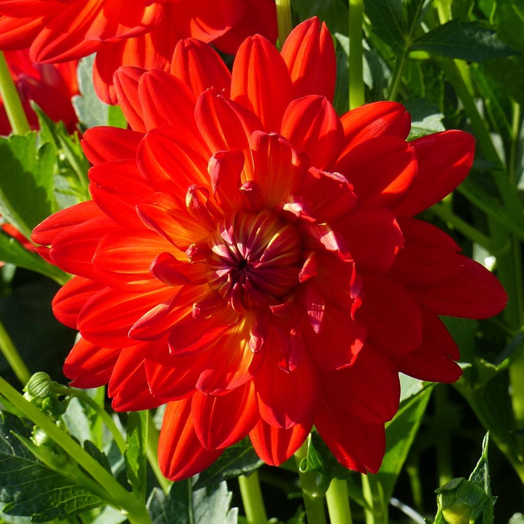 Schmuck-Dahlie Karma Irene