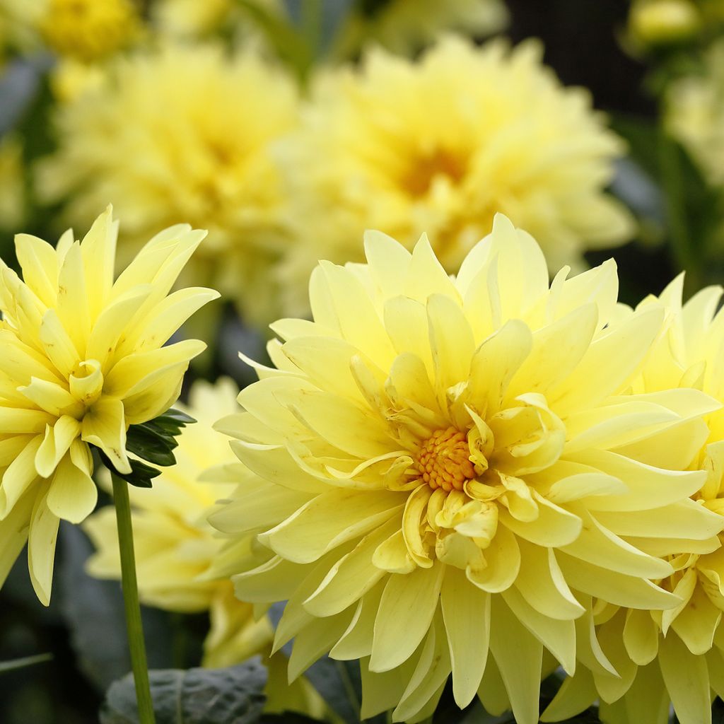 Zwerg-Dahlie Melody Latin