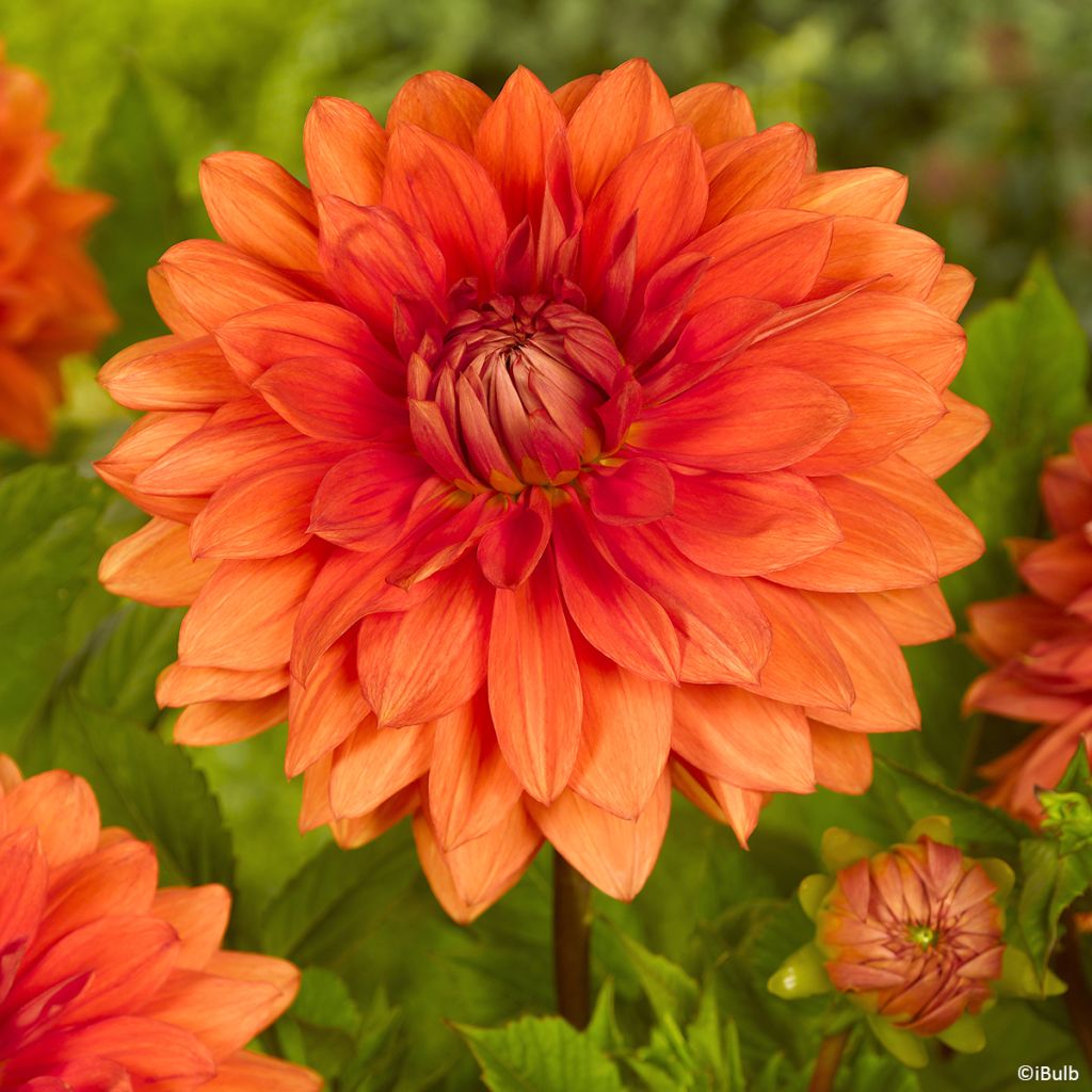 Dekorative Dahlie Mrs Eileen