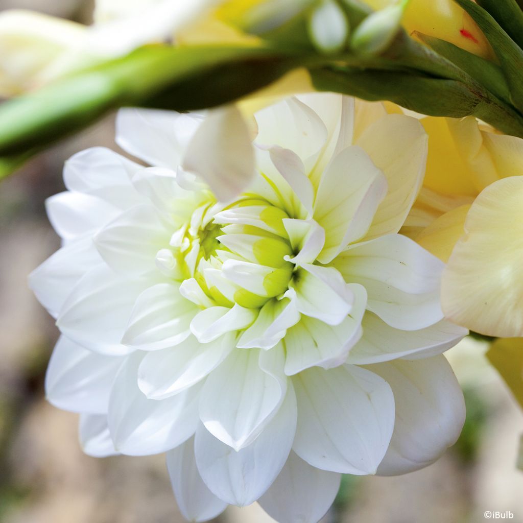 Schmuck-Dahlie Karma Serena