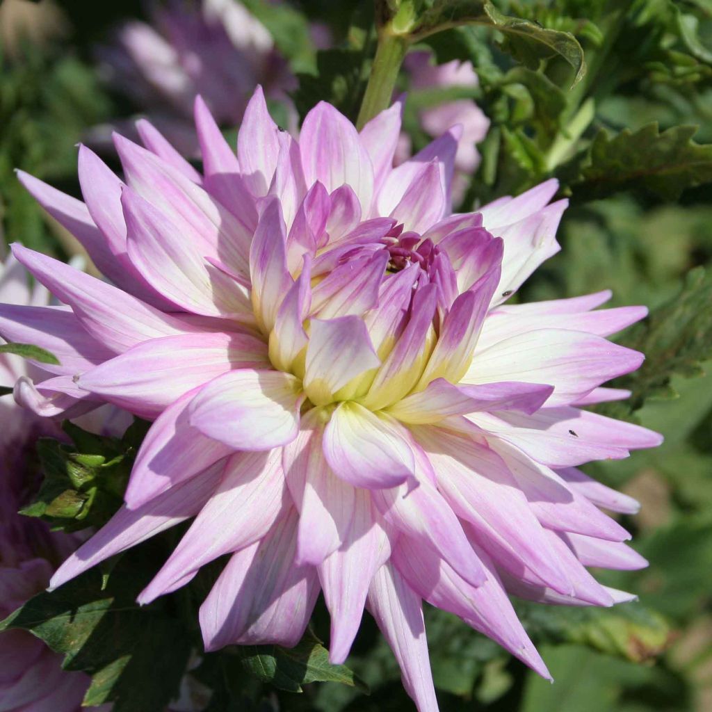 Schmuck-Dahlie Karma Amanda