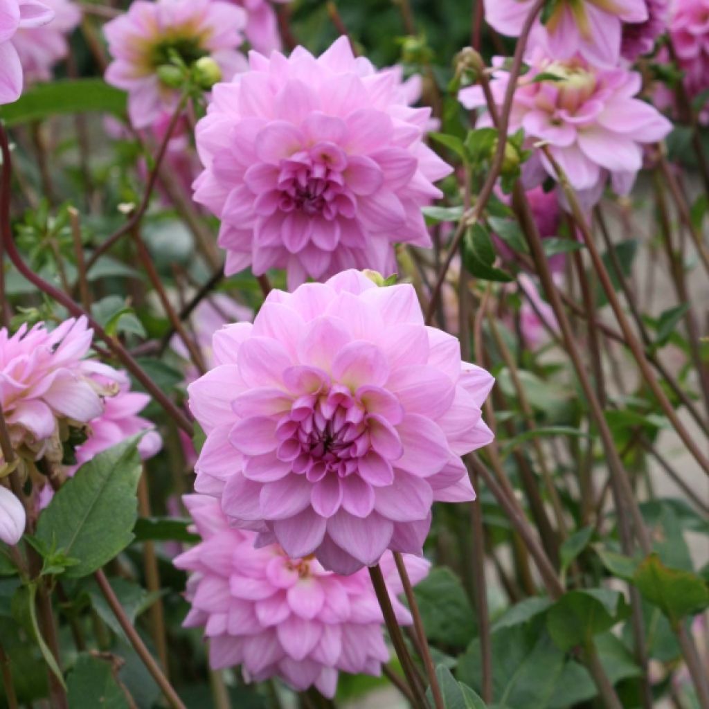 Schmuck-Dahlie Ocean Bird