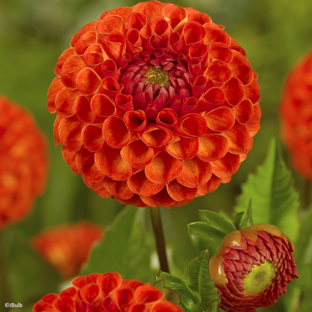 Pompon-Dahlie New Baby