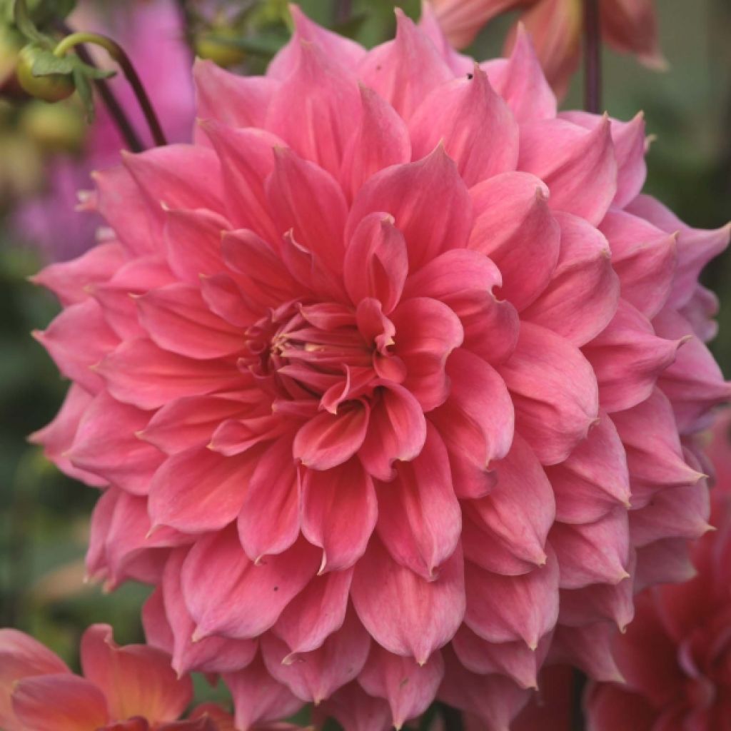 Schmuck-Dahlie Summer Beauty