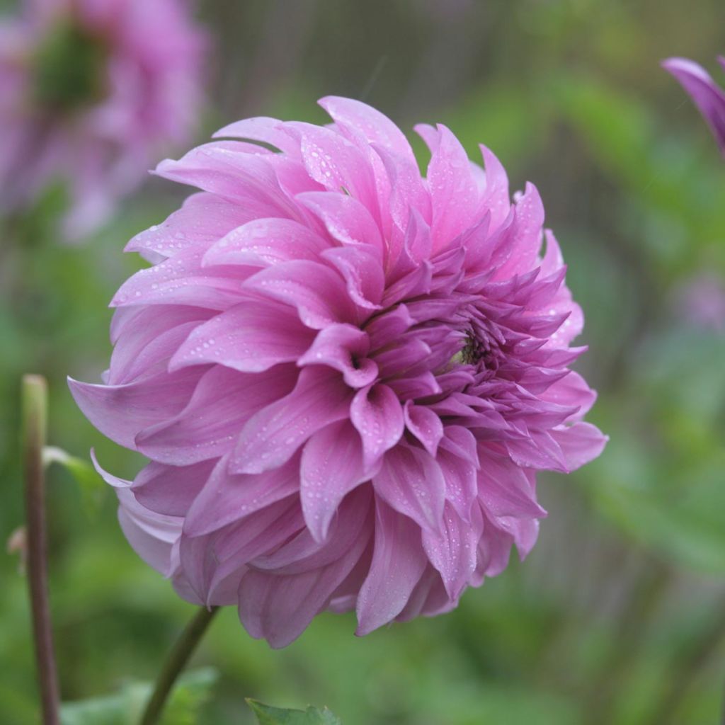 Riesenblütige Dahlie Vassio Meggos