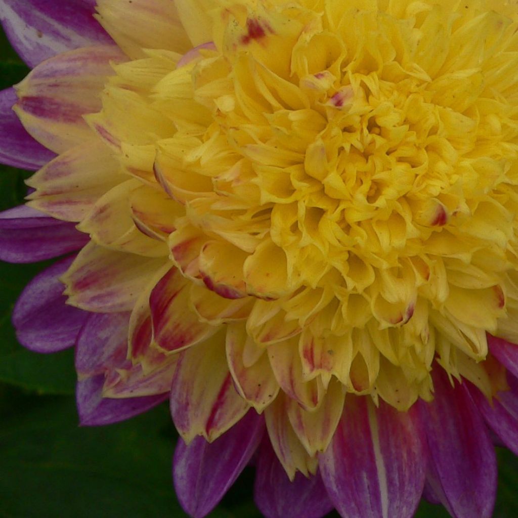 Dahlia à fleur d'anémone Boogie Woogie