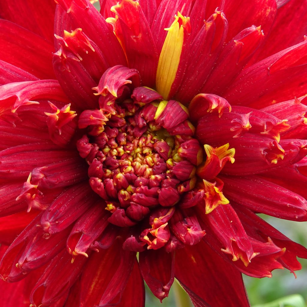 Anemonenblütige Dahlie Jive