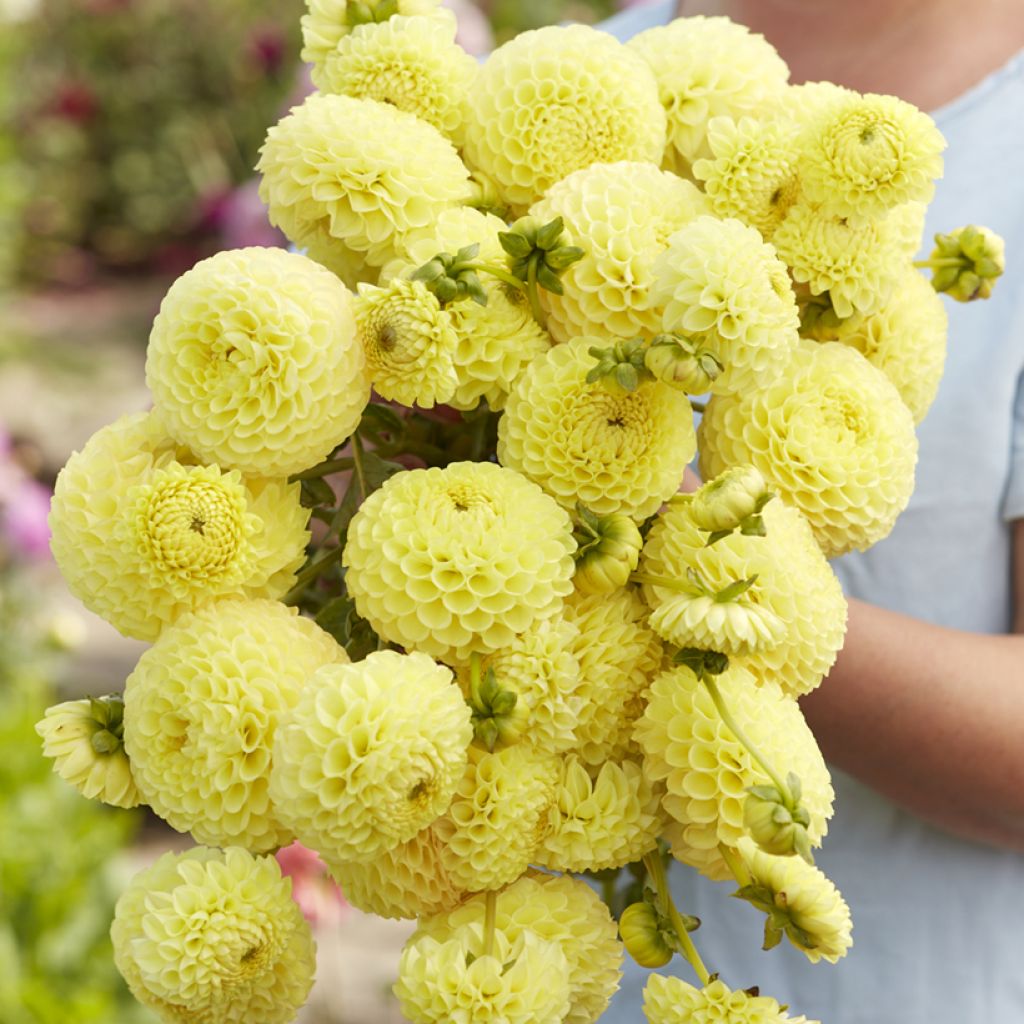 Pompon-Dahlie Clearview Daniel