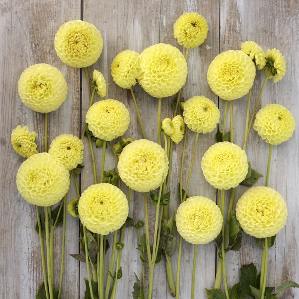 Pompon-Dahlie Clearview Daniel