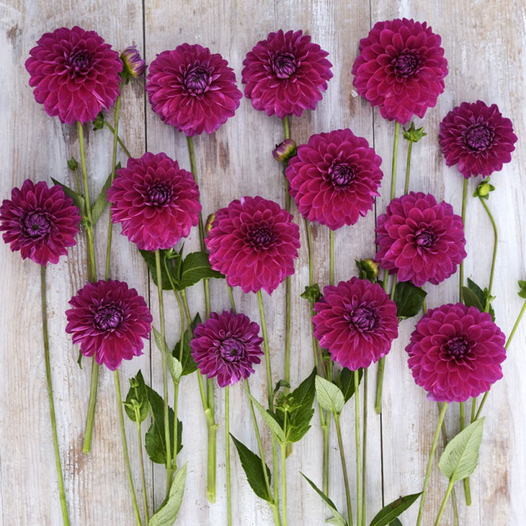 Pompon-Dahlie Randy Crawford