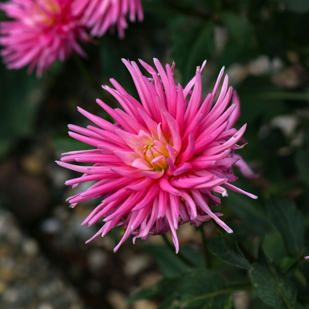 Kaktus-Dahlie Blue Record