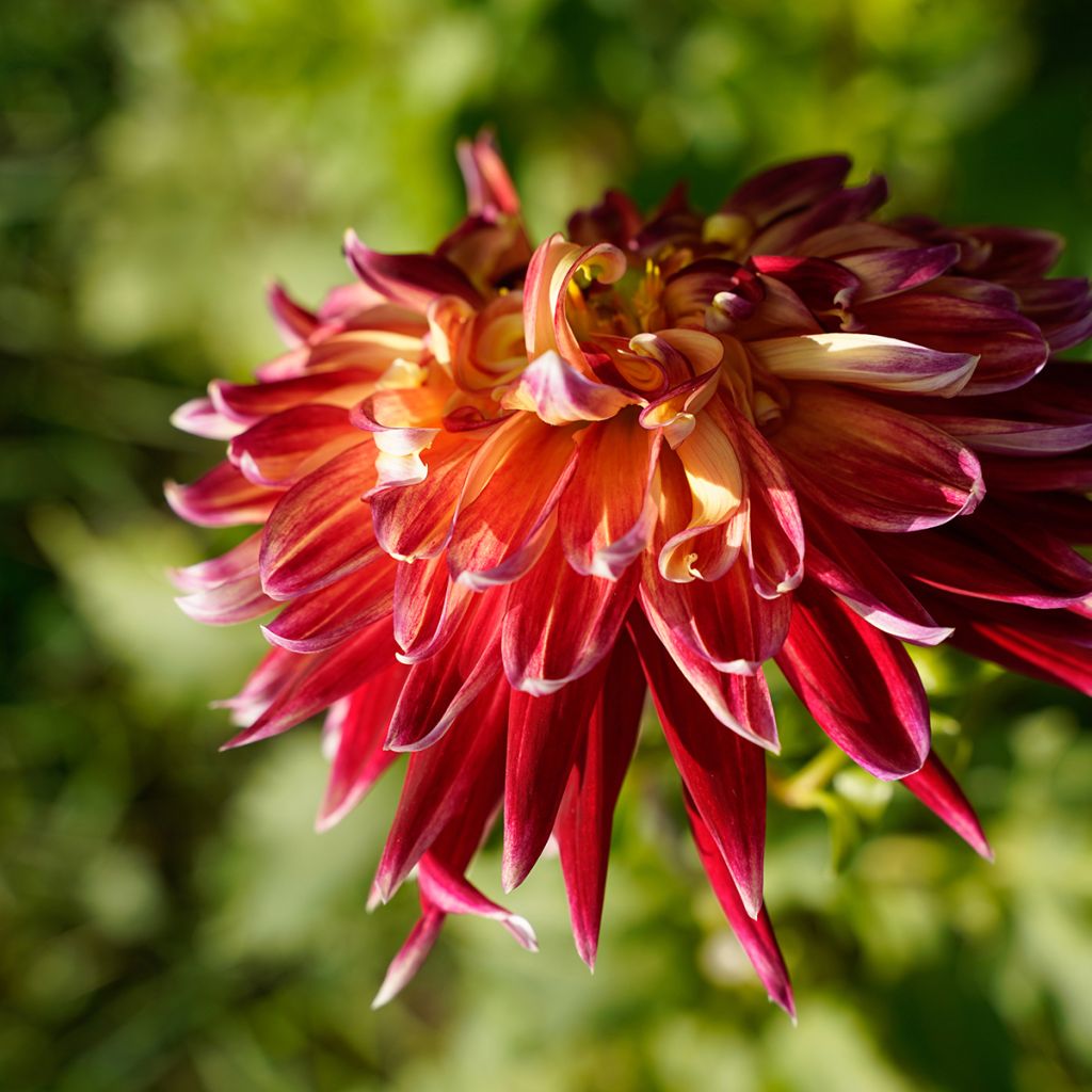 Schmuck-Dahlie Akita