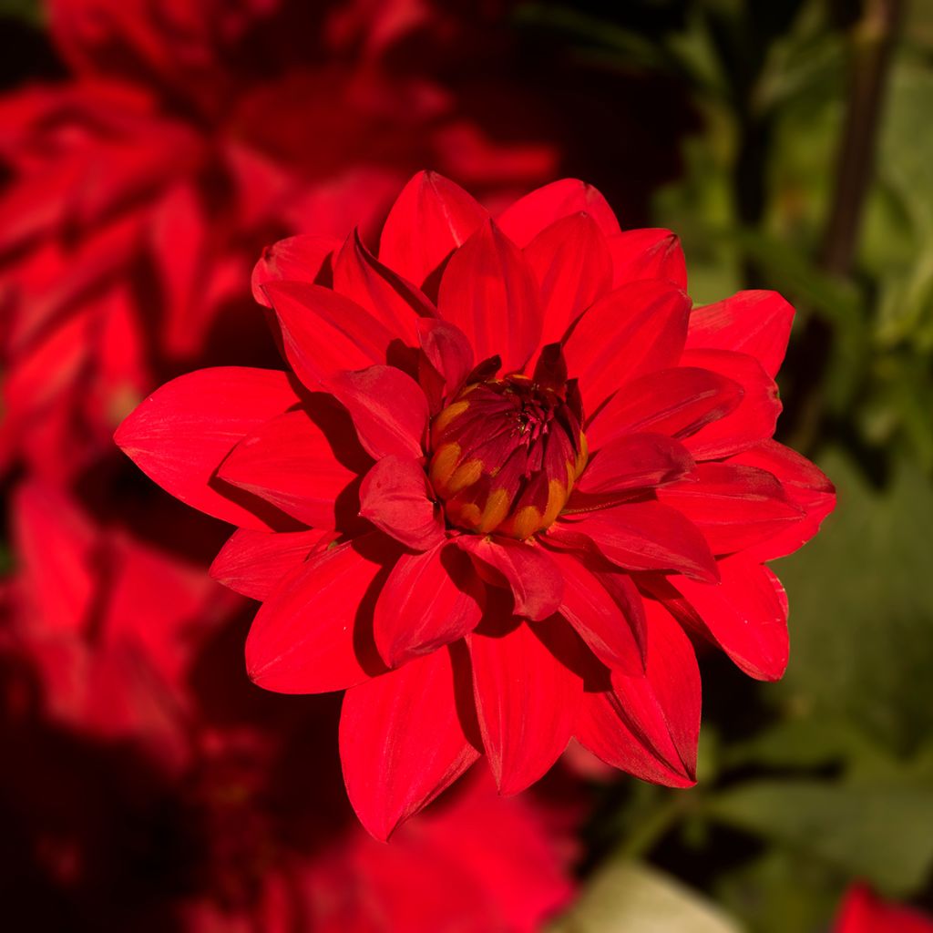 Schmuck-Dahlie Babylon rouge