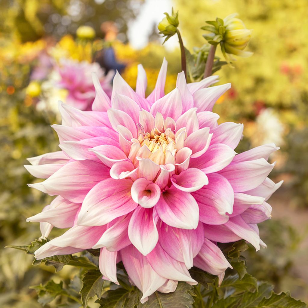 Dekorative Dahlie Break Out