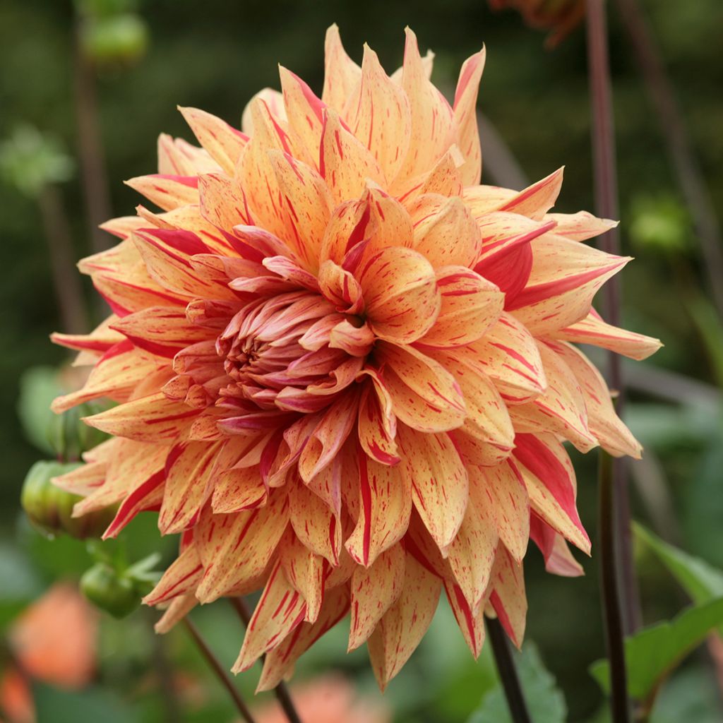 Schmuck-Dahlie Clown