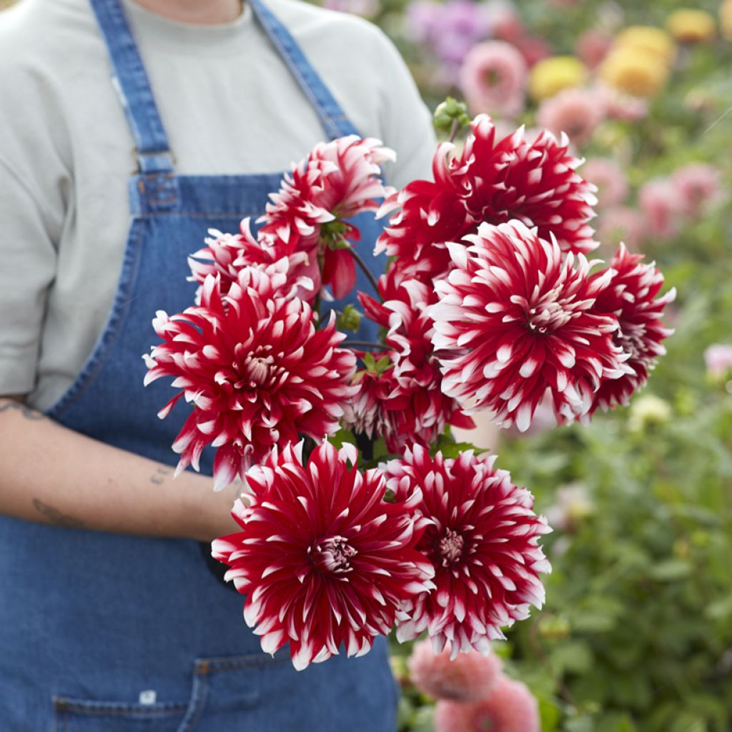 Dekorative Dahlie Davos