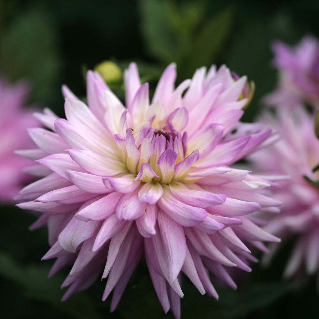 Schmuck-Dahlie Karma Amanda