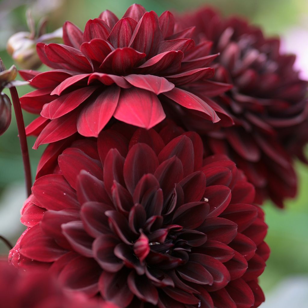 Schmuck-Dahlie Karma Choc