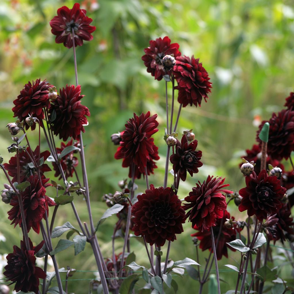 Schmuck-Dahlie Karma Choc