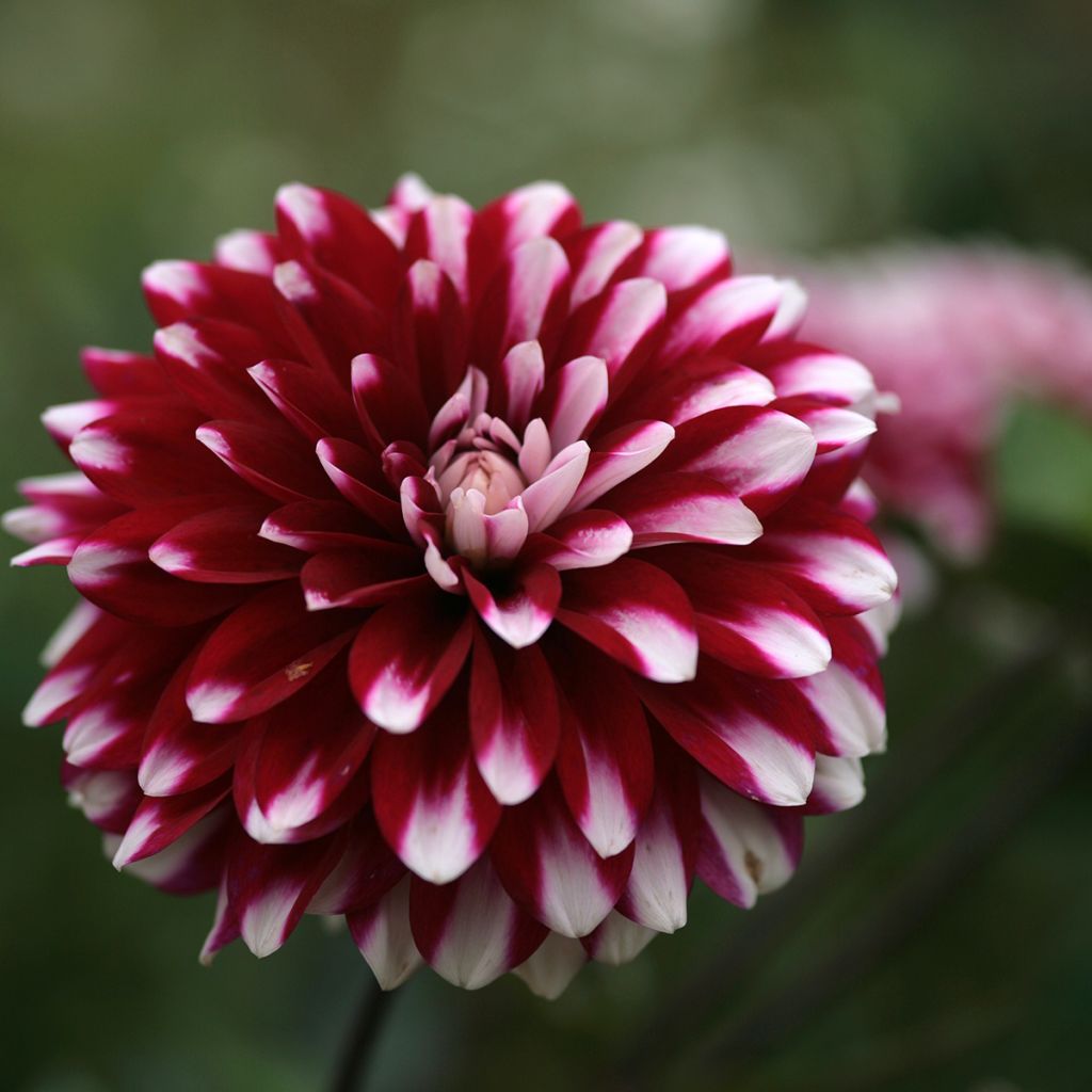 Schmuck-Dahlie Karma Yin Yang