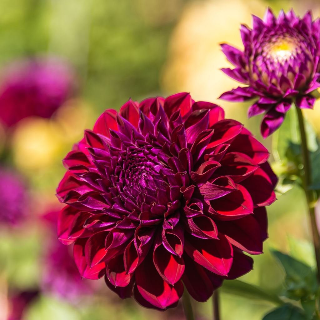 Schmuck-Dahlie Le Baron