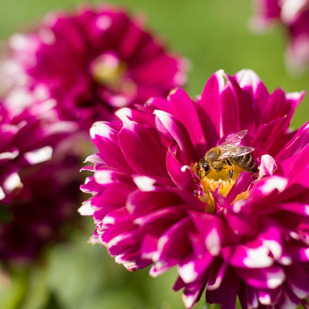 Schmuck-Dahlie Mystery Day