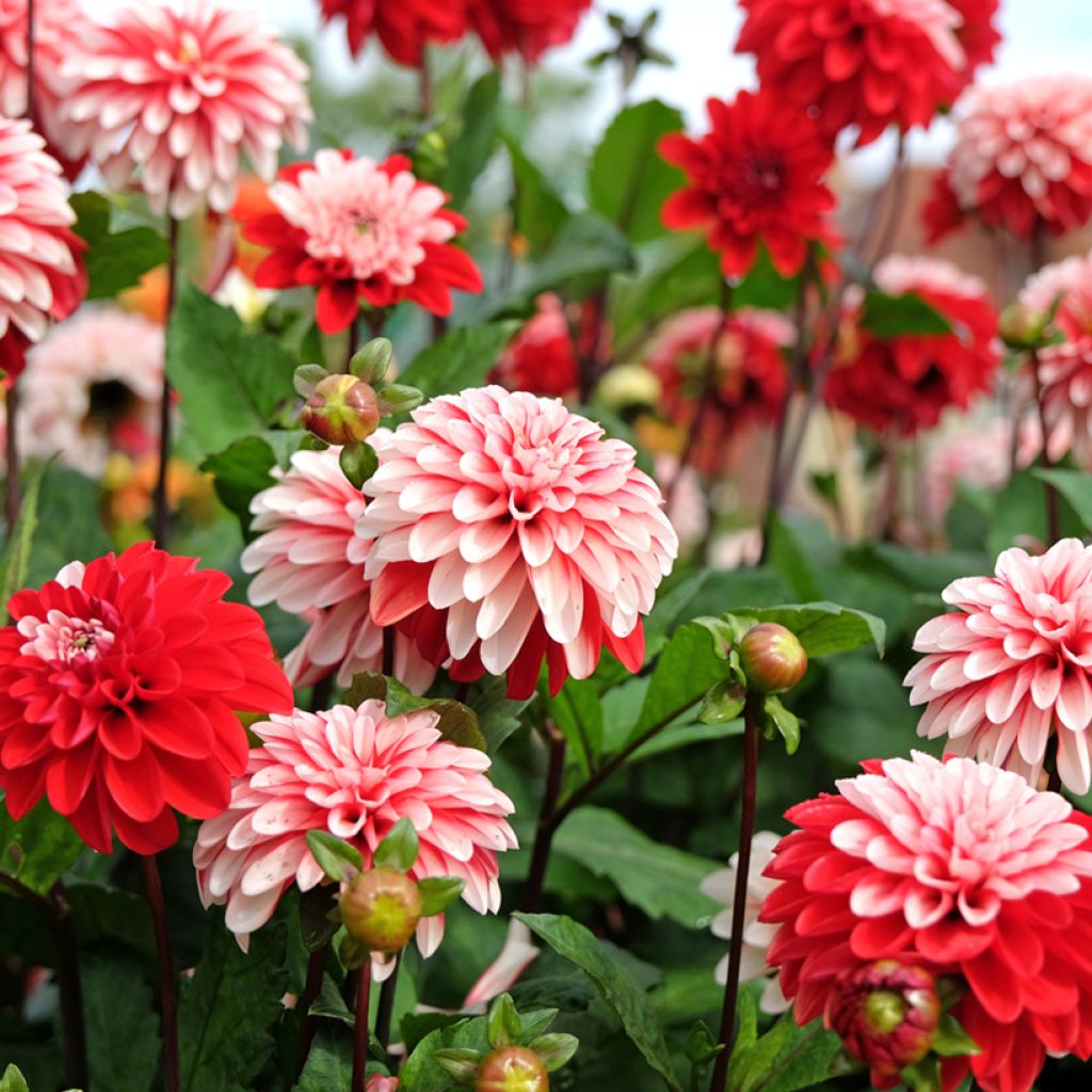 Dekorative Dahlie Pacific time