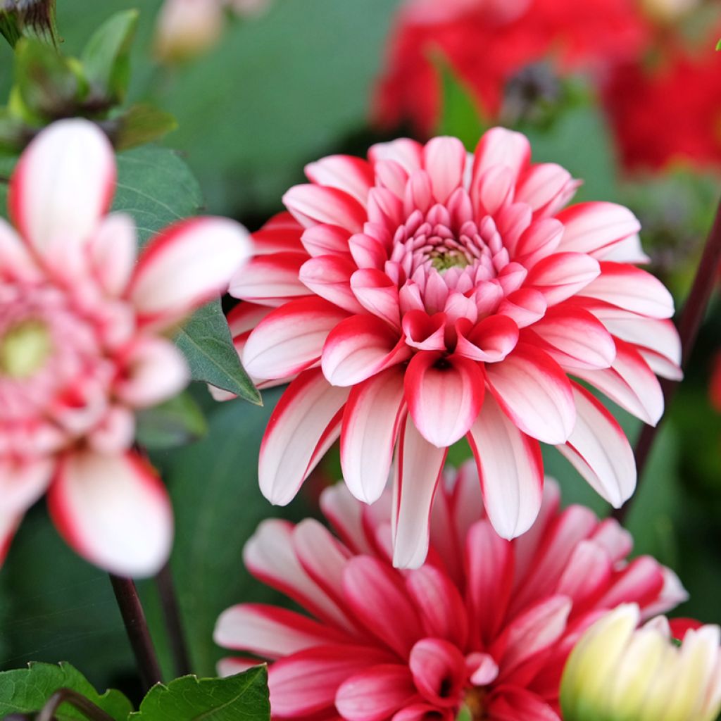 Dekorative Dahlie Pacific time