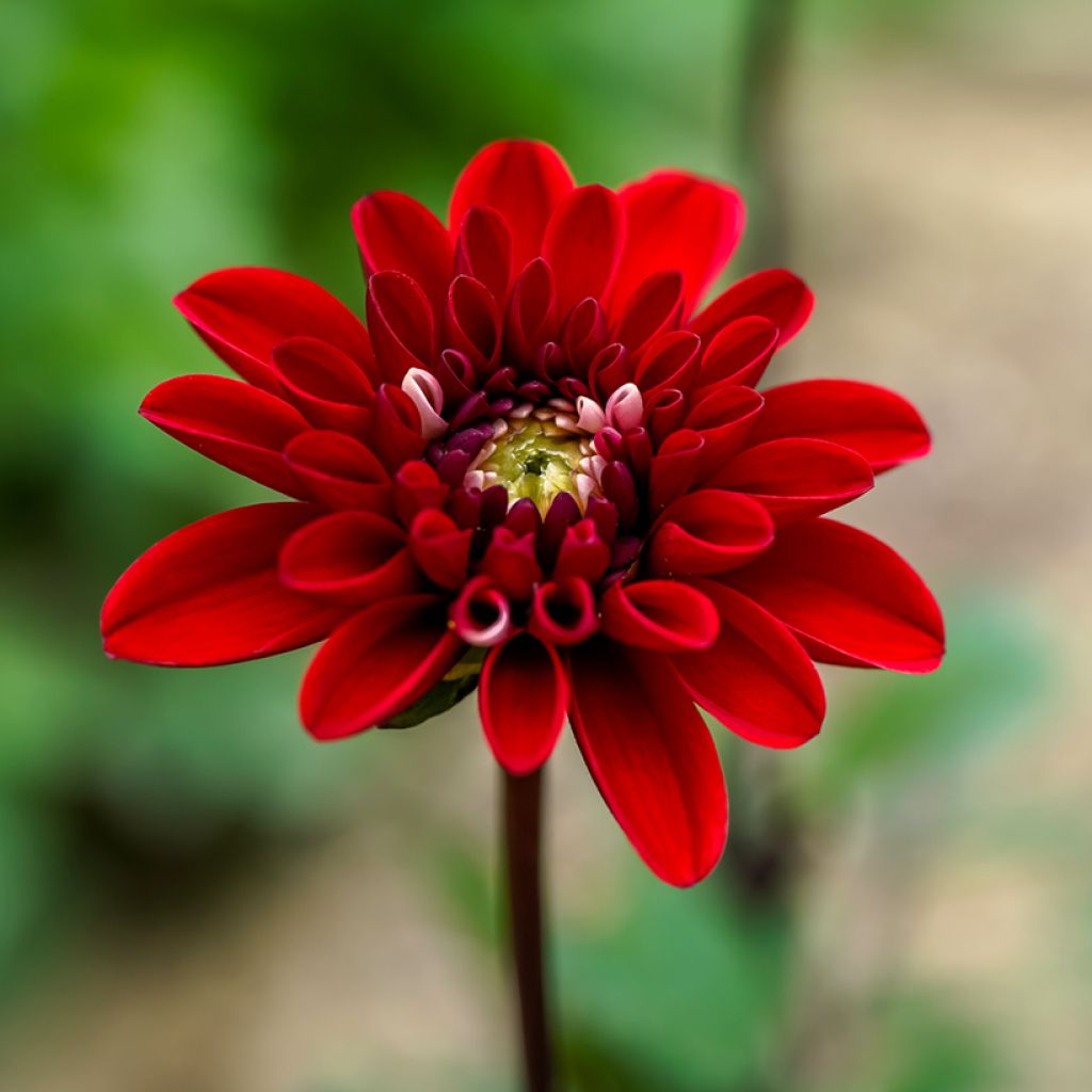 Dekorative Dahlie Pacific time