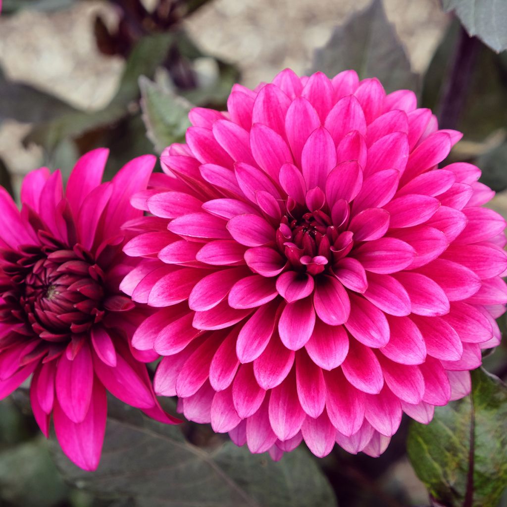 Schmuck-Dahlie Purple Flame