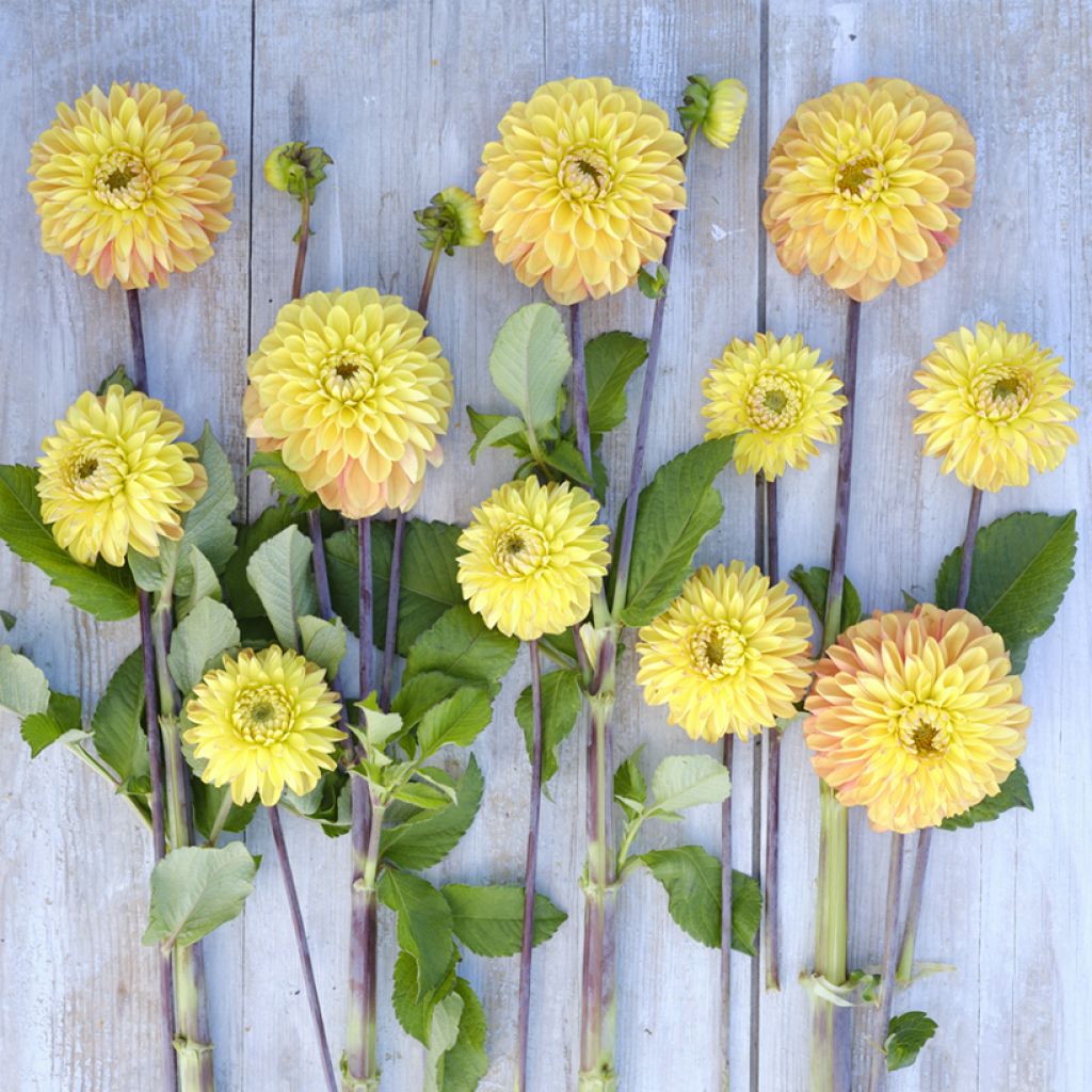 Dekorative Dahlie Bronze Glory