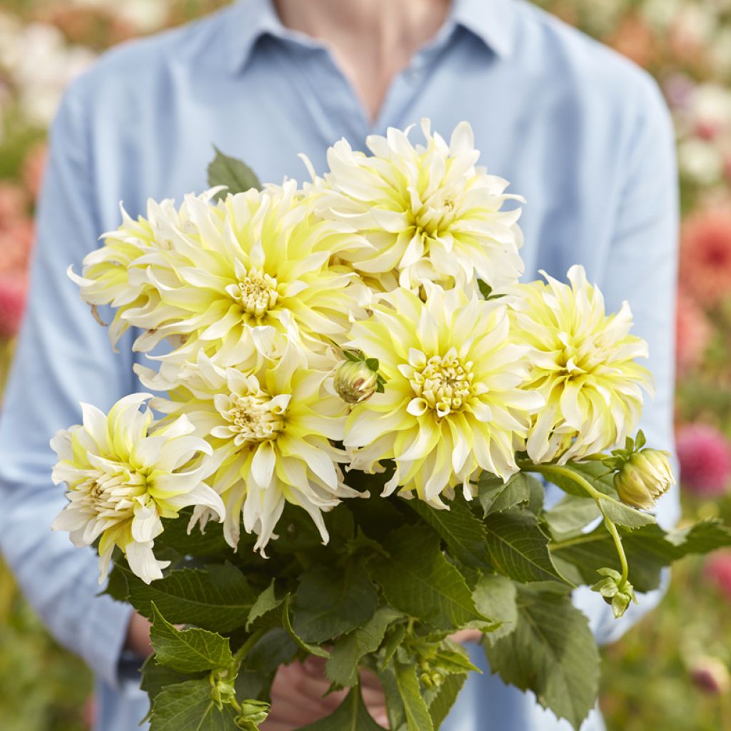 Dekorative Dahlie Calgary Flames