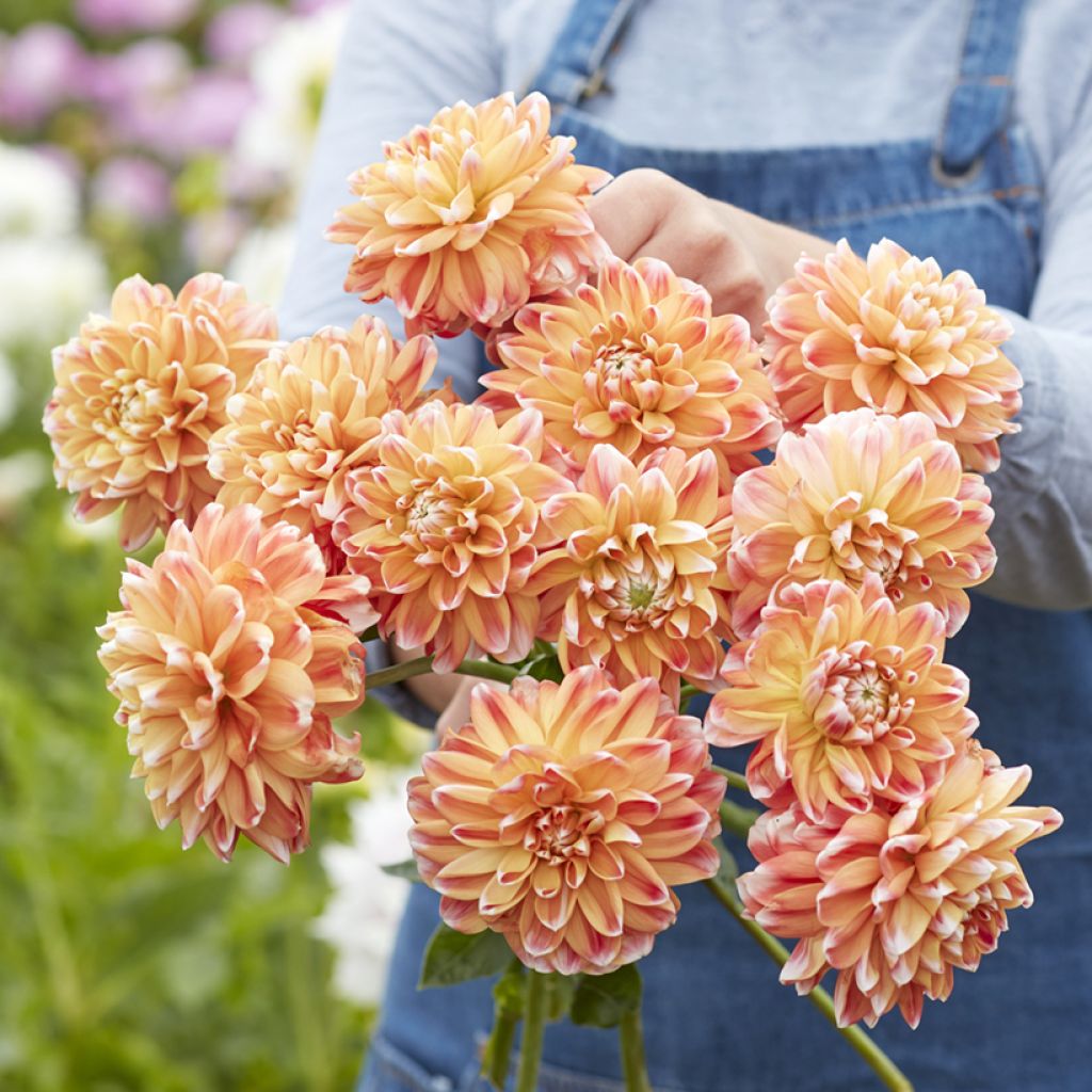 Dekorative Dahlie Hapet Harmony