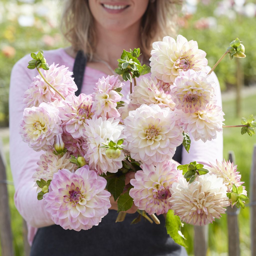 Dekorative Dahlie Sturm Kika